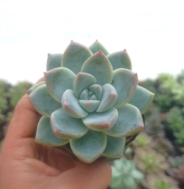 Echeveria Alba Beauty in a decorative pot, enhancing a modern home interior.