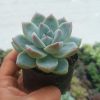 Close-up of Echeveria Alba Beauty showcasing its silvery powdery coating.