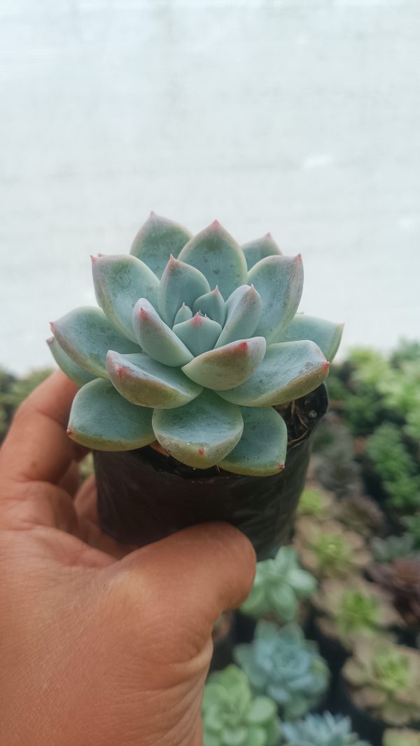 Close-up of Echeveria Alba Beauty showcasing its silvery powdery coating.