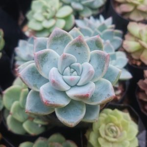 Echeveria Alba Beauty succulent with soft green leaves and a rosette shape.