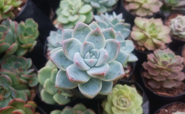 Echeveria Alba Beauty succulent with soft green leaves and a rosette shape.