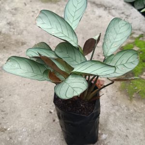 Close-up of Calathea Ctenanthe Burle Marxii with stunning leaf patterns.