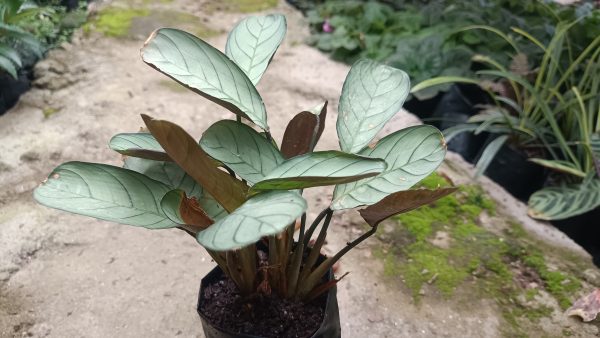 Beautiful Calathea Ctenanthe Burle Marxii leaves with dark green stripes.