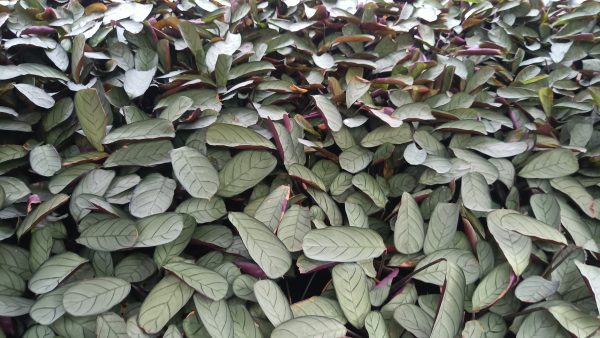 Calathea Ctenanthe Burle Marxii in a garden with other houseplants.