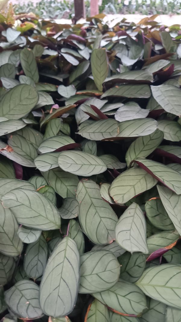 Close-up of Calathea Ctenanthe Burle Marxii with stunning leaf patterns.