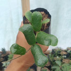 Hoya Rotundiflora with round, glossy leaves on a trellis.