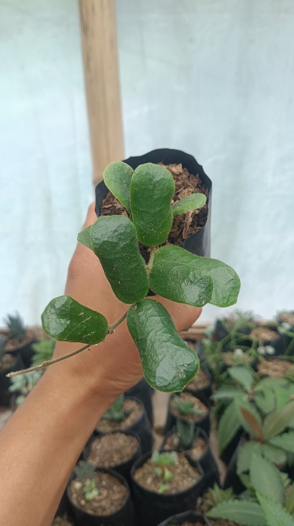 Hoya Rotundiflora with round, glossy leaves on a trellis.