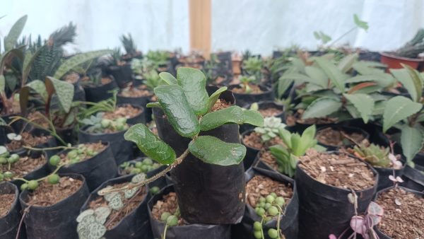 Hoya Rotundiflora displayed on a bright windowsill.