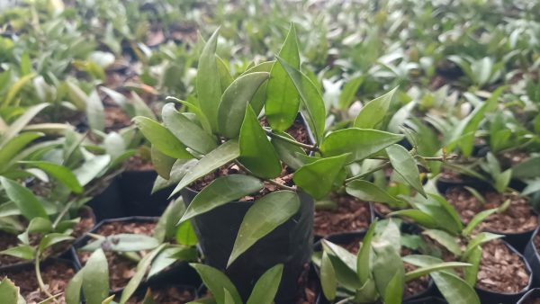 "Close-up of Hoya Memoria with caramel-colored leaves"