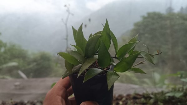 "Trailing Hoya Memoria vines cascading from a hanging basket"