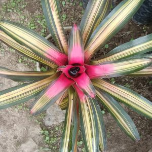 Bromeliad plant in a decorative pot on a sunny windowsill.