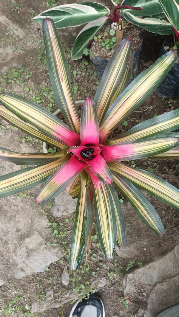 Bromeliad plant in a decorative pot on a sunny windowsill.