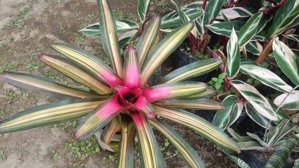 A cluster of Bromeliads in various colors displayed in a garden.