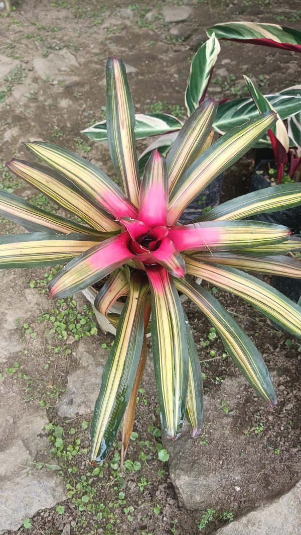 Close-up of vibrant Bromeliad flowers in a tropical setting.