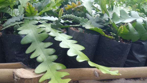 Fishbone Cactus in a hanging basket, adding greenery to a room.