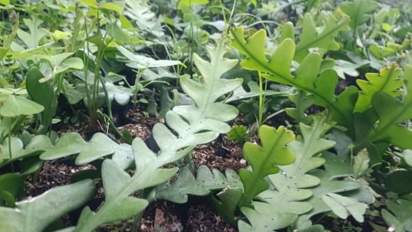 Close-up of Fishbone Cactus leaves showcasing zigzag patterns.