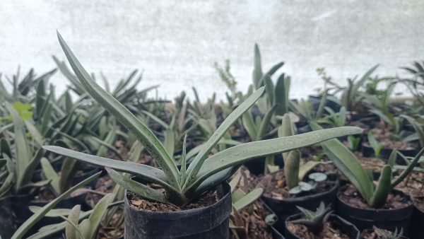 Gasteria Gracilis Giromagi in a modern decorative planter on a desk.