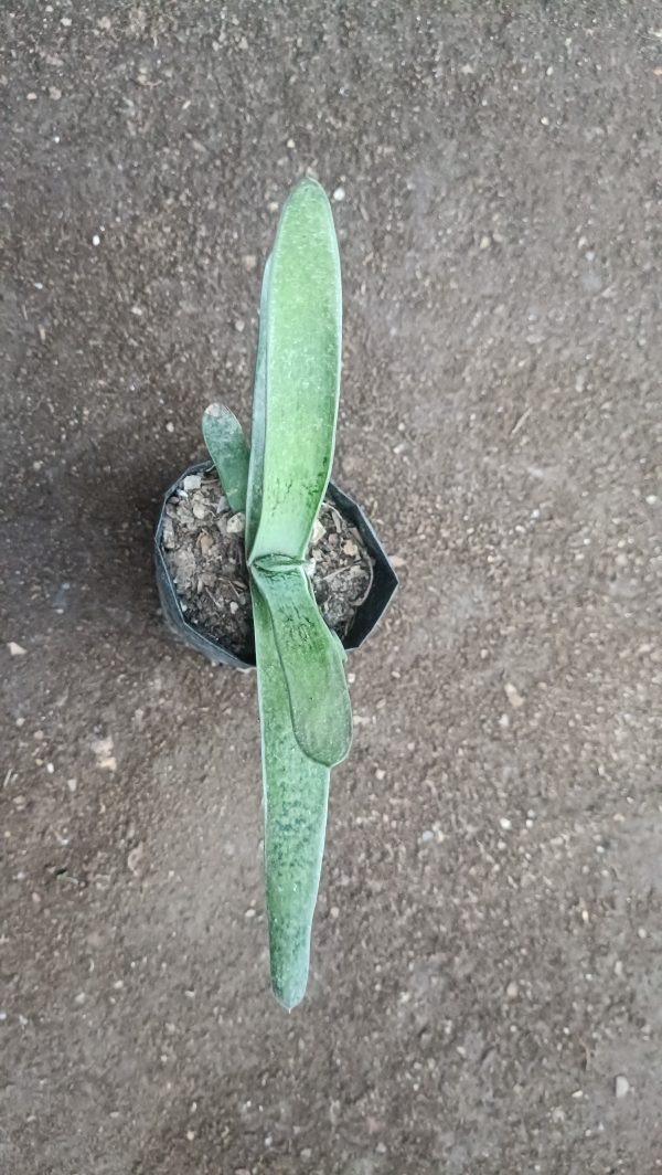 A group of Gasteria Gracilis Giromagi plants in a vibrant garden setting.