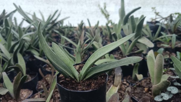 Gasteria Gracilis Giromagi displayed on a sunny windowsill.