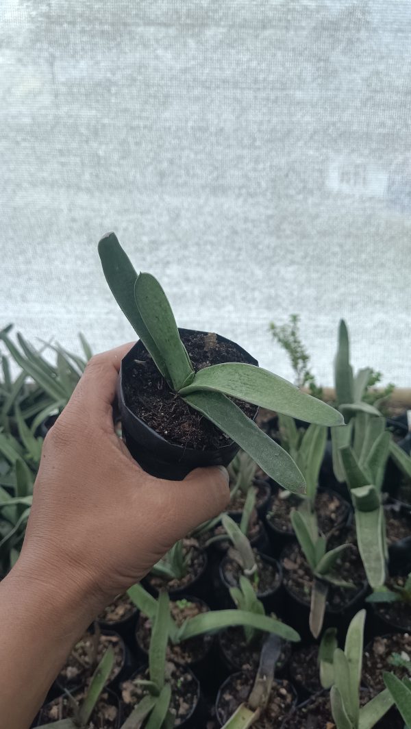 Close-up of Gasteria Gracilis Giromagi showcasing its unique leaf texture.