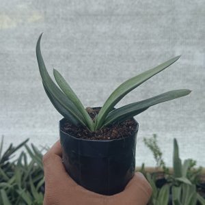 Gasteria Gracilis Giromagi succulent with speckled leaves in a pot.