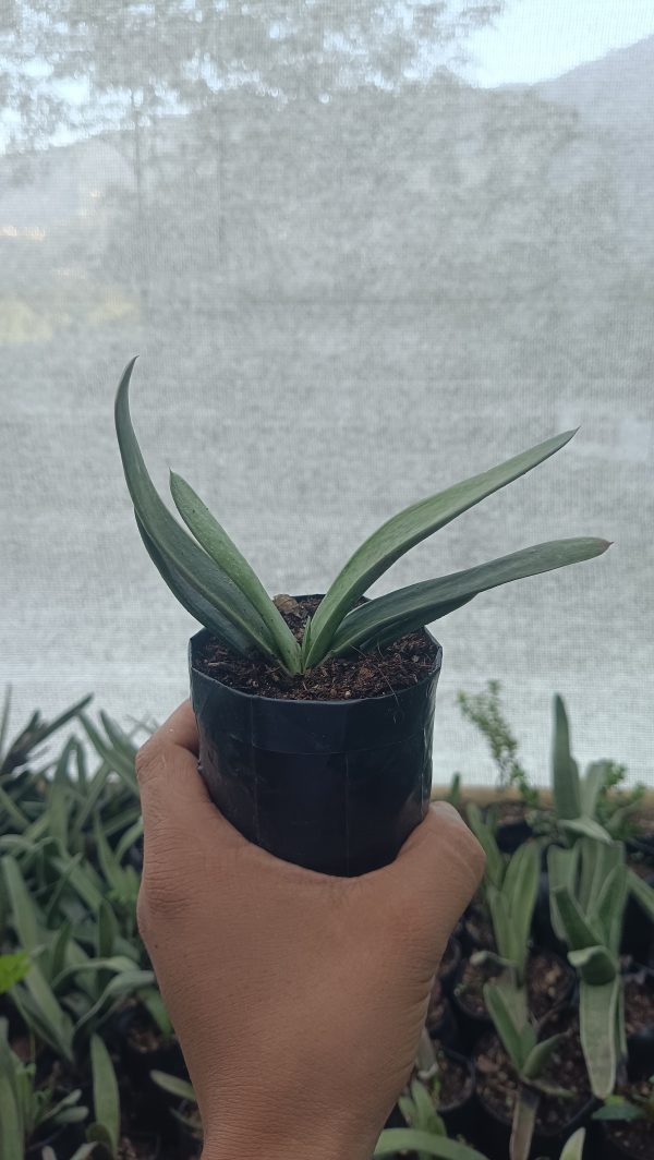 Gasteria Gracilis Giromagi succulent with speckled leaves in a pot.