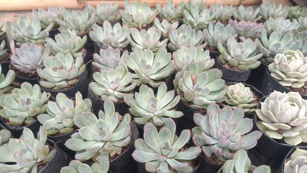 Echeveria Orient thriving in a vertical garden.