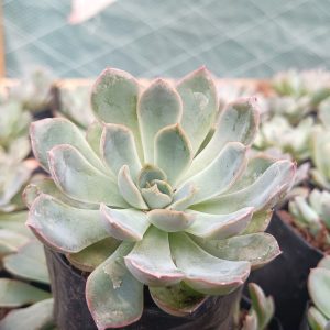 Echeveria Orient succulent with pink-tipped leaves.