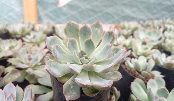 Echeveria Orient succulent with pink-tipped leaves.