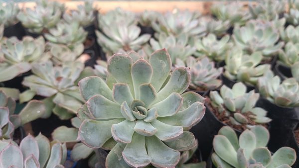 Echeveria Orient displayed in a hanging planter.