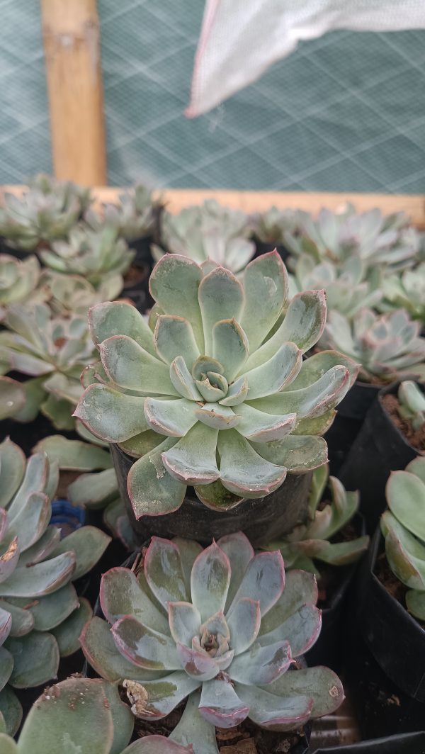 Echeveria Orient thriving on a bright windowsill.