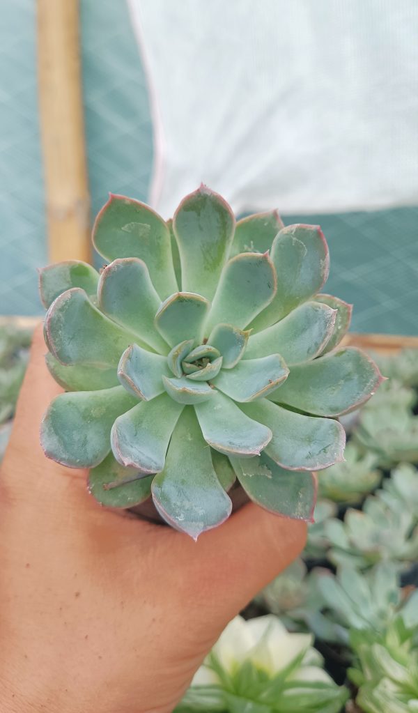 Echeveria Orient plant with its unique leaf texture.