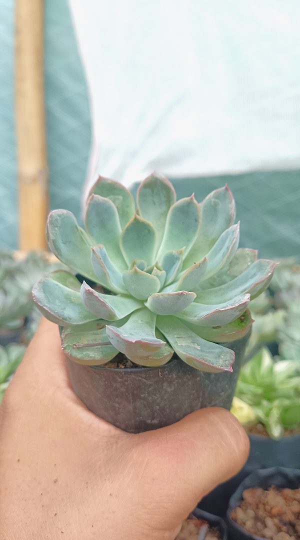 Echeveria Orient with sunlight streaming through its leaves.