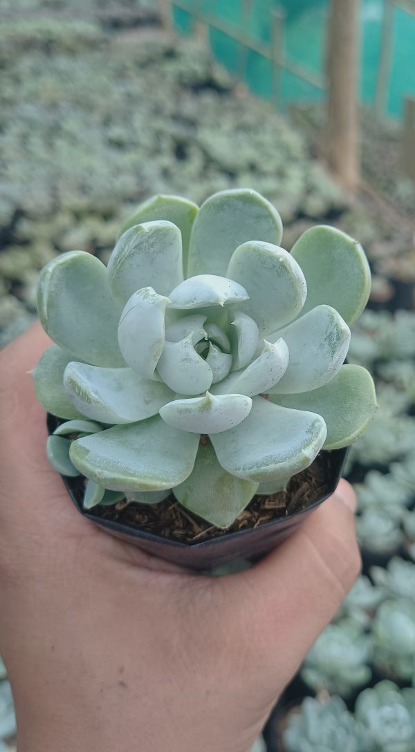 Close-up of Echeveria Elegance Powdery leaves showcasing their powdery texture.