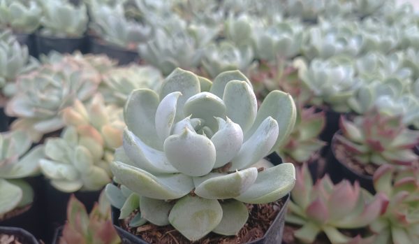 Echeveria Elegance Powdery placed on an office desk for a fresh look.