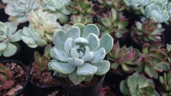 Echeveria Elegance Powdery in a decorative pot on a windowsill.