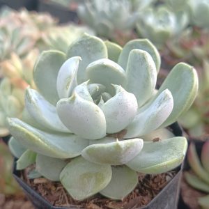 Echeveria Elegance Powdery with its unique rosette shape and color.