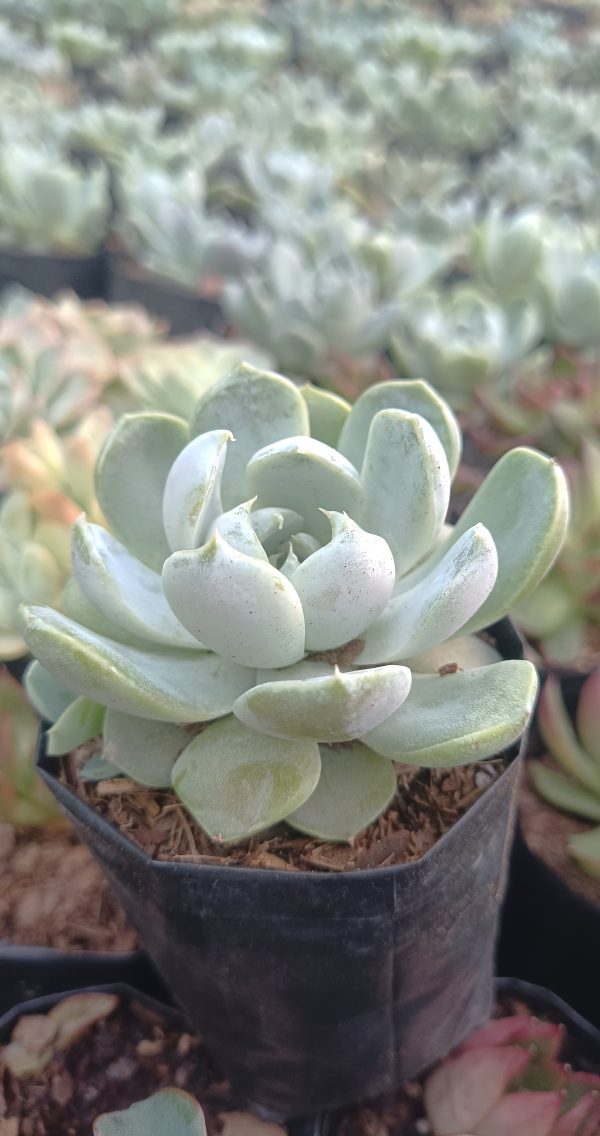 Echeveria Elegance Powdery with its unique rosette shape and color.