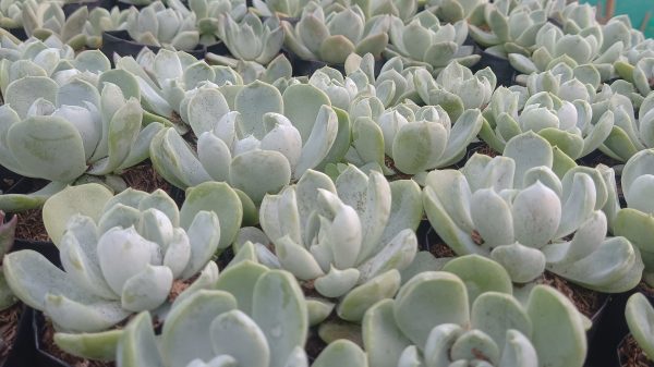 Echeveria Elegance Powdery against a bright background, highlighting its beauty.