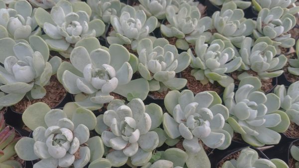 Group of Echeveria Elegance Powdery plants in a succulent arrangement.