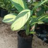 Calathea Golden Mosaic leaves unfurling in a sunny indoor setting.