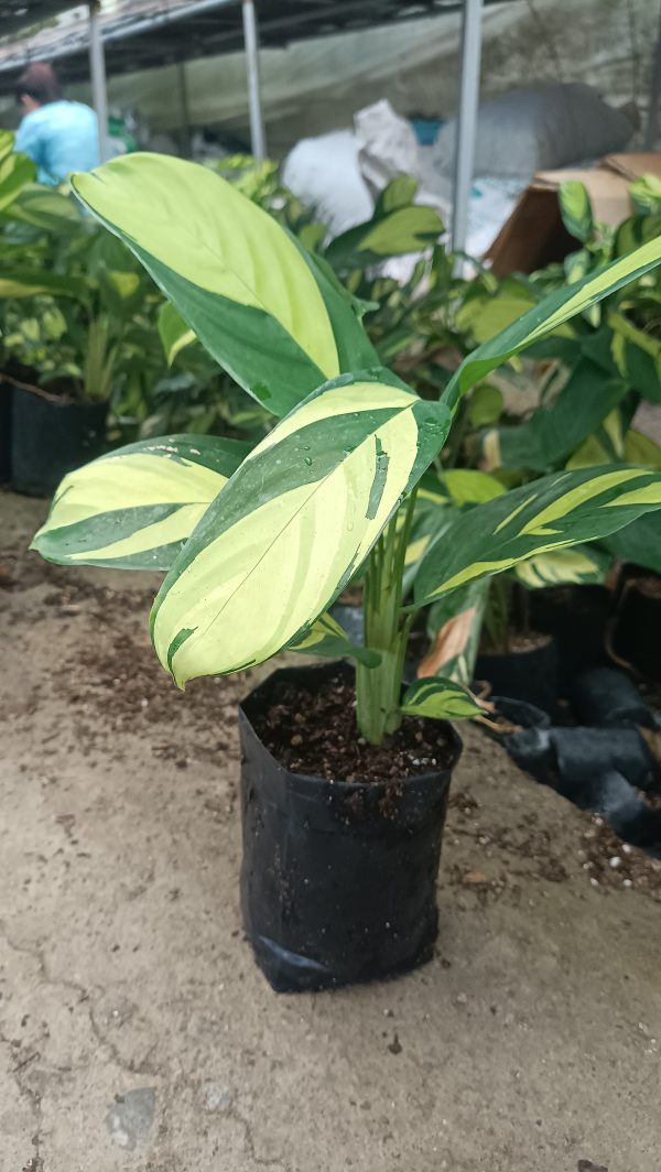 Calathea Golden Mosaic leaves unfurling in a sunny indoor setting.