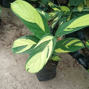 Lush arrangement of Calathea Golden Mosaic with other tropical plants.