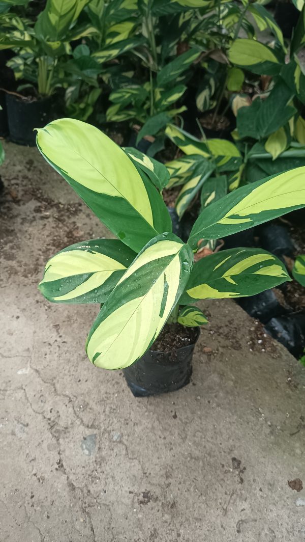 Lush arrangement of Calathea Golden Mosaic with other tropical plants.