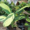 Lush arrangement of Calathea Golden Mosaic with other tropical plants.