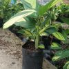 Calathea Golden Mosaic plant in a decorative pot placed on a bright windowsill.