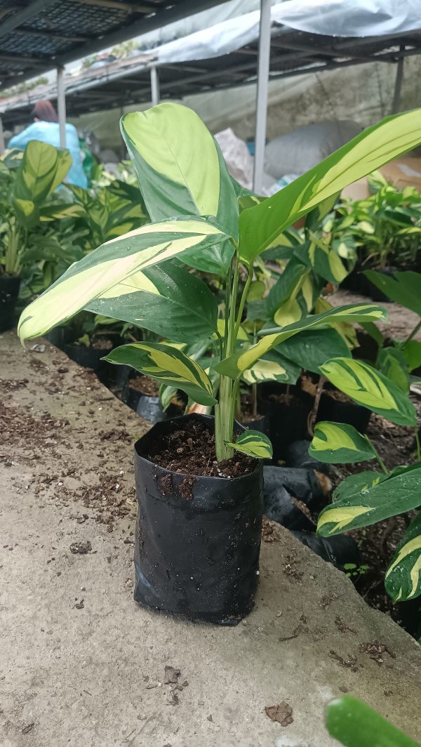 Calathea Golden Mosaic plant in a decorative pot placed on a bright windowsill.