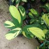 Close-up of Calathea Golden Mosaic leaves showcasing vibrant yellow and green patterns.