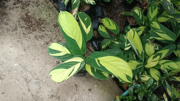 Close-up of Calathea Golden Mosaic leaves showcasing vibrant yellow and green patterns.