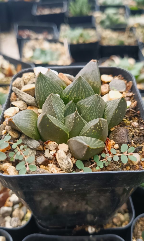 Group of Haworthia Pygmaea Fusca plants in decorative pots on a windowsill.